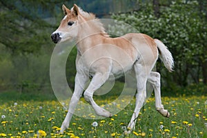 Running haflinger pony foal