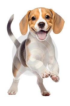 Running happy Beagle puppy on a transparent background