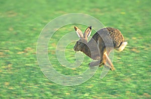 Running hare