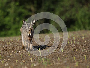 Running Hare ( Lepus europaeus )