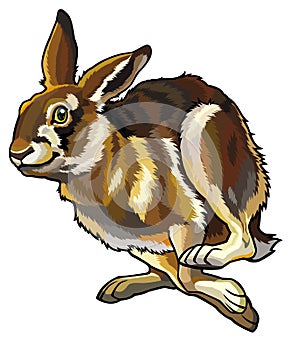 Running hare photo