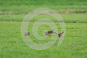 Running hares