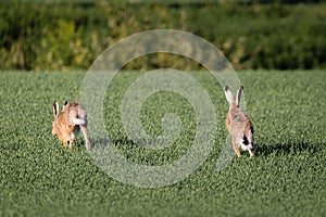 Running hares