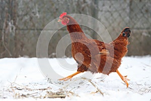 Running hen in winter