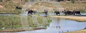 Running herd of African Elephants crossing the Sabi River in Kruger National Park in South Africa RSA