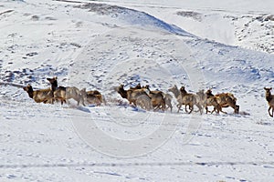 Running herd of elk