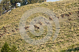 Running Herd Of Elk Stir Up Dust Cloud