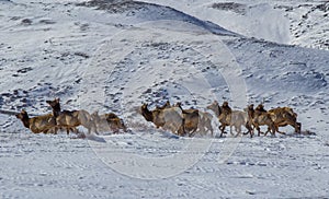 Running herd of elk in winter