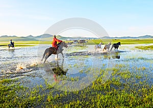 The running herd and horses