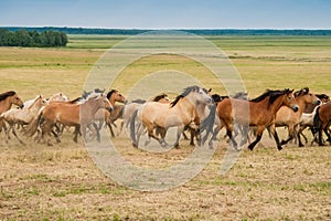 Running herd of horses on the field