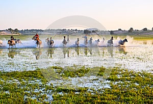 The running herd of horses in the lake