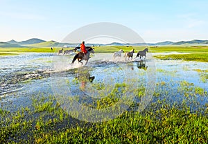 The running herd and horses lakeside