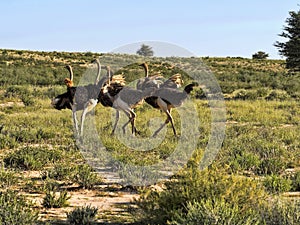 Running herd Ostrich, Struthio camelus, Kalahari, South Africa
