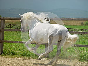 Running horse