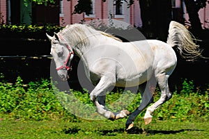 Running horse