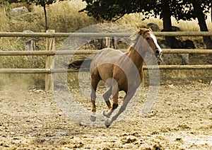 Running horse