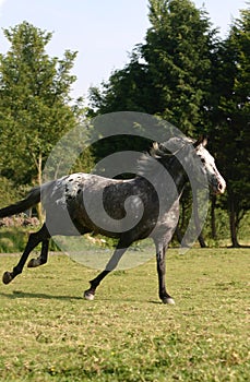 Running horse