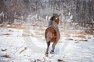 Running horse