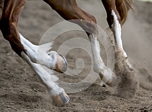 Running horse