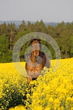 Running horse in the colza field photo