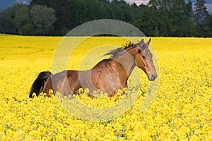 Running horse in colza field photo