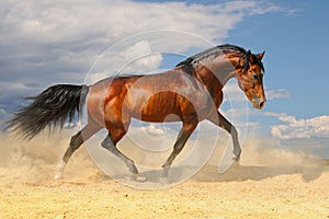 Running horse in the desert