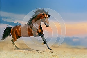 Correr un caballo en desierto 