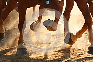 Running Horse Hooves