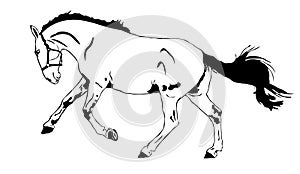 Running horse illustration