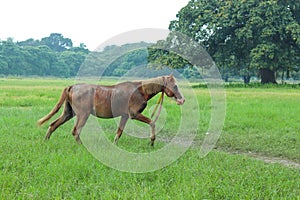 Running horse in maidan of Kolkata