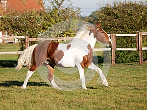Running Horse