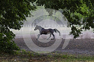 Running horse on the training field. Horse in a cloud of dust