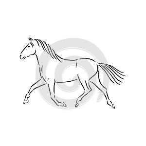 Running horse vector illustration - black and white outline. beautiful horse, horse icon, vector sketch illustration