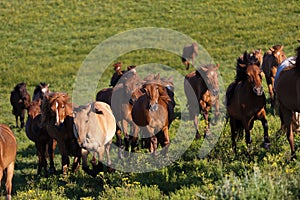 Running horses