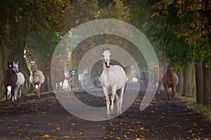 Running horses