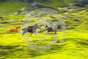 Running Horses