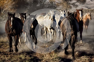 Running Horses Along a Dusty Trail