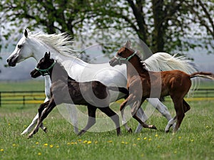 Running horses