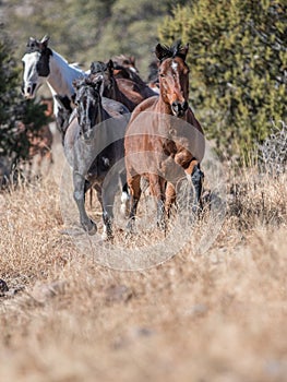 Running Horses Blazing Down a trail