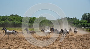 Running of the Horses on a Csarda Horse Ranch outside Lajosmizse, Hungary on Puszta tour photo
