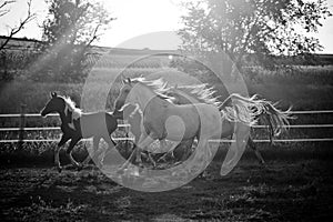 Running horses at dusk