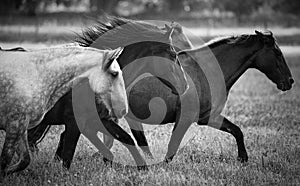 Running Horses photo