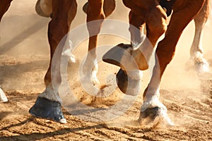 Running Horses Hooves