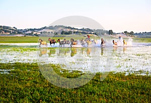 The running horses in the lake