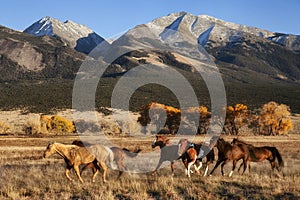 Running Horses with Mountain Backdrop photo