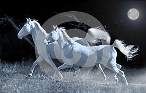 Running horses in the night