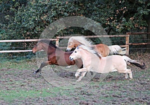 Running horses on the paddock