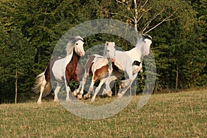 Running horses in a pasture - Irish cob