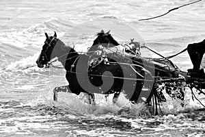 Running Horses in Sea beach