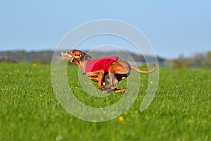 Running Hungarian Vizsla dog